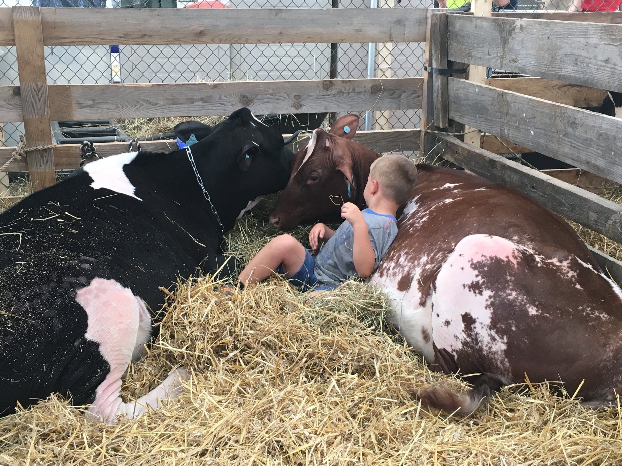 Get Involved Crawford County Fair